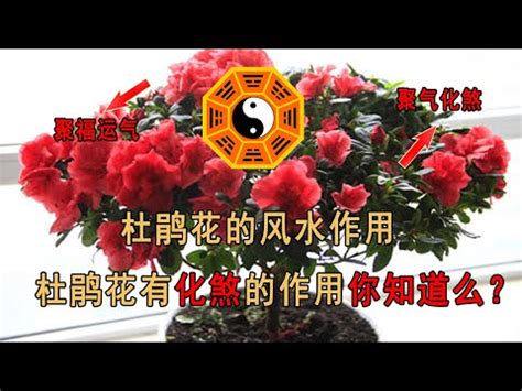 杜鵑 風水|杜鵑花擺放位置全攻略